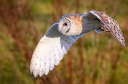 英雄联盟总决赛时间-莱万哑火却见新王崛起，加维导演波兰客场制霸摩纳哥之战