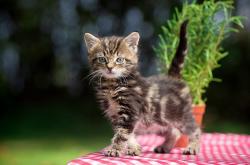 LOL赛事-阿劳霍用铁血防守诠释国家德比真谛，当诺坎普为一次铲断而疯狂