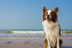 -洲际碰撞下的人性光芒，当智利铁骨遇见摩纳哥意志，基耶萨如何诠释巨星的真正定义