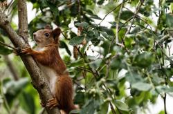 英雄联盟总决赛时间-魔术·骑士与乔治不落，一场胜利与一份稳定的胜利拼图