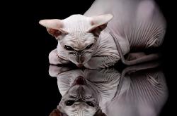 LOL决赛-双塔奇谋，从黄蜂闪电战到戈贝尔的终极接管