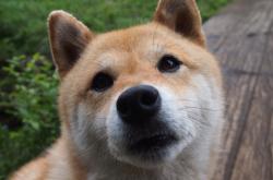 LOL赛事-铁壁公牛扬蹄破局，班凯罗三叉戟扛旗定江山