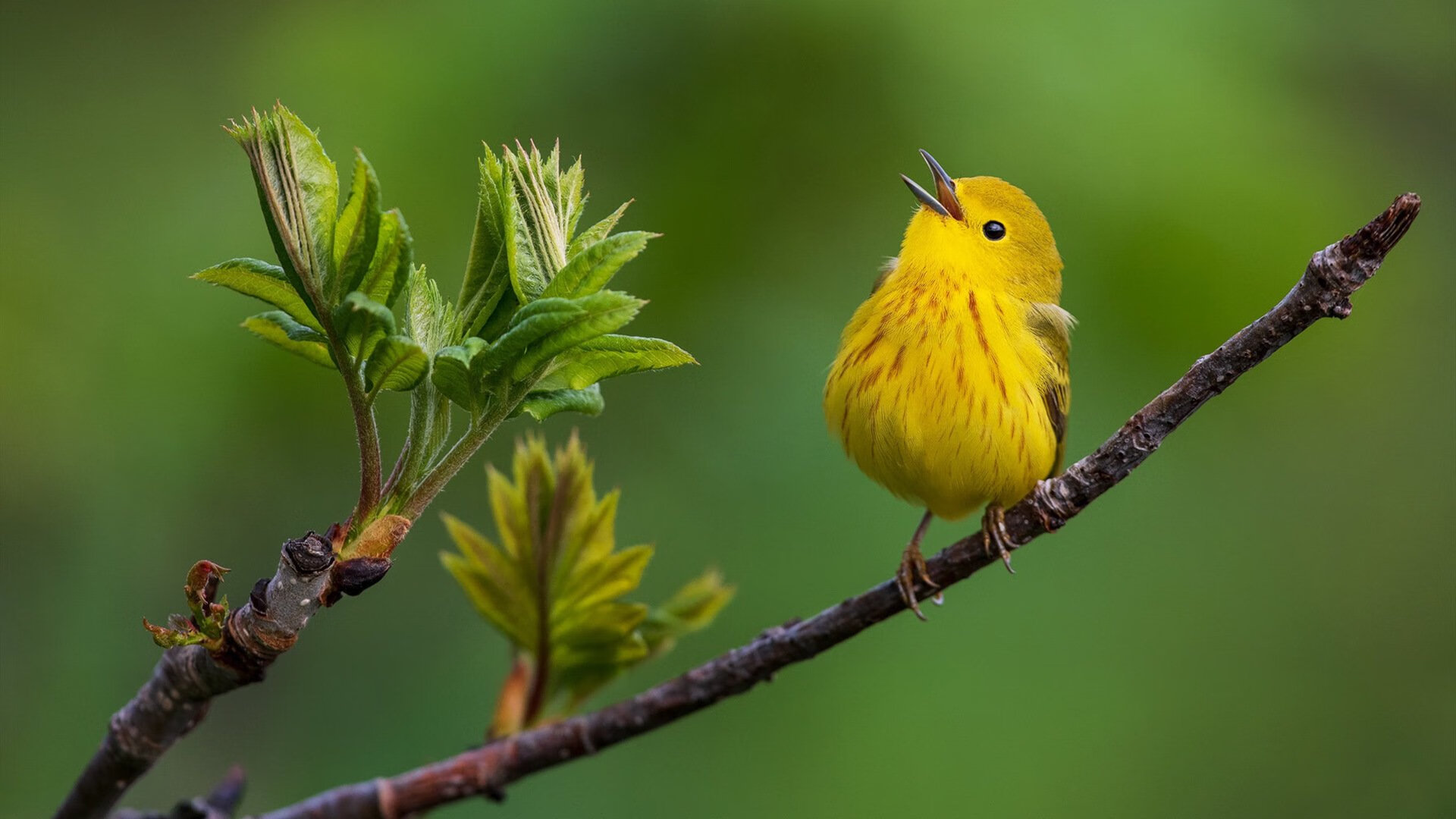 赛道与球场的速度共振，当F1巴林引擎轰鸣遇见土耳其篮球轻取哲学