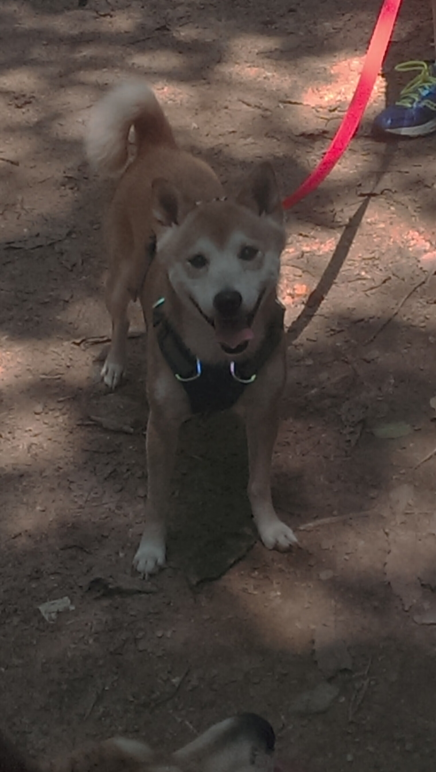 一人点燃全队！武切维奇42分生涯之夜，开拓者掀翻步行者的战术密码