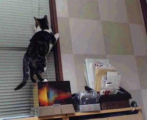 暗夜鹈鹕突袭北境，绿衫王牌隔空展统治—双重风暴席卷联盟之夜