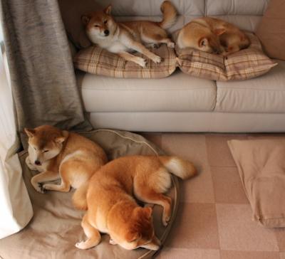 橙衣律动,绿茵诗人,当荷兰节奏与奥亚尔萨瓦尔的欧冠叙事诗相遇