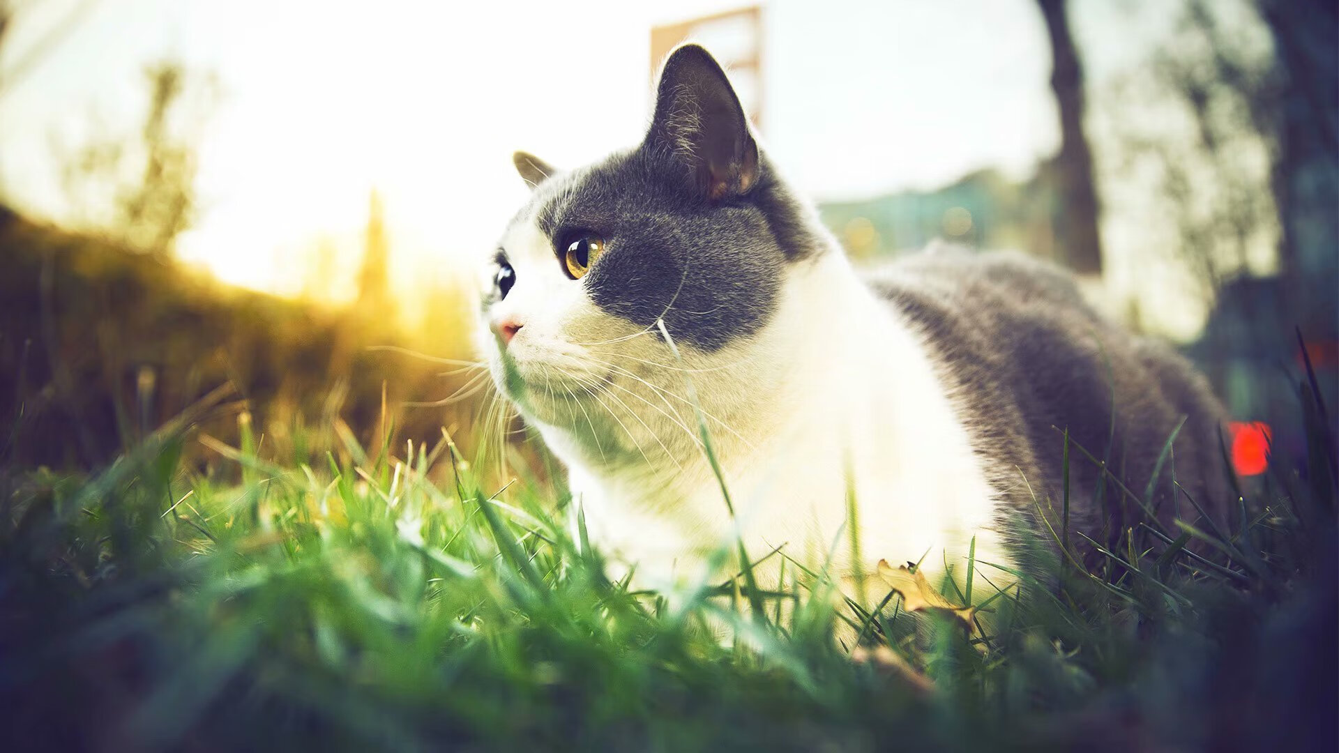 奥利维耶，突尼斯的无解密钥，刺穿莱比锡红牛的精密机器