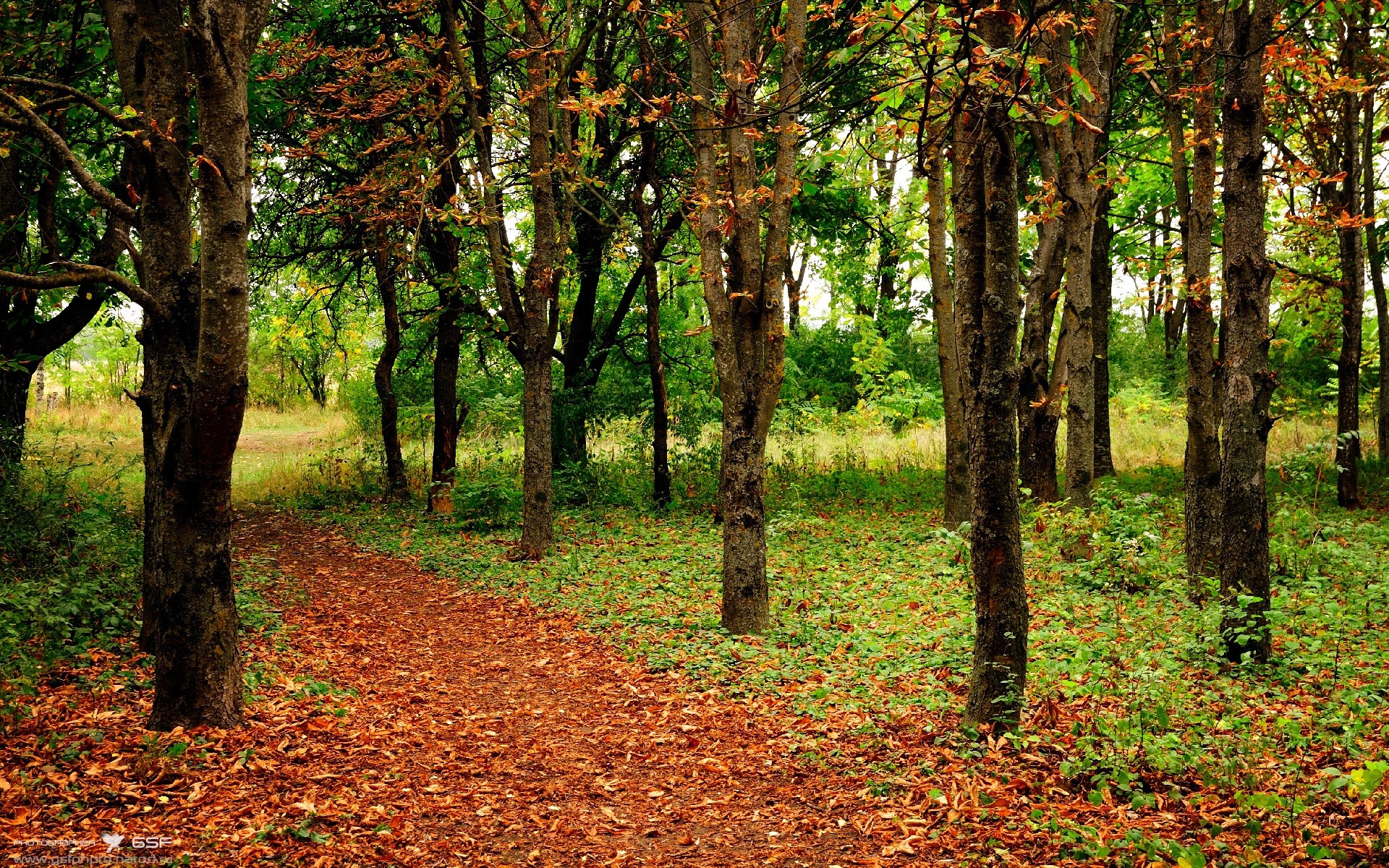 多特蒙德对阵几内亚,当钢铁交响乐遇见原始鼓点,巴尔韦德如何让比赛在第7分钟就失去悬念?