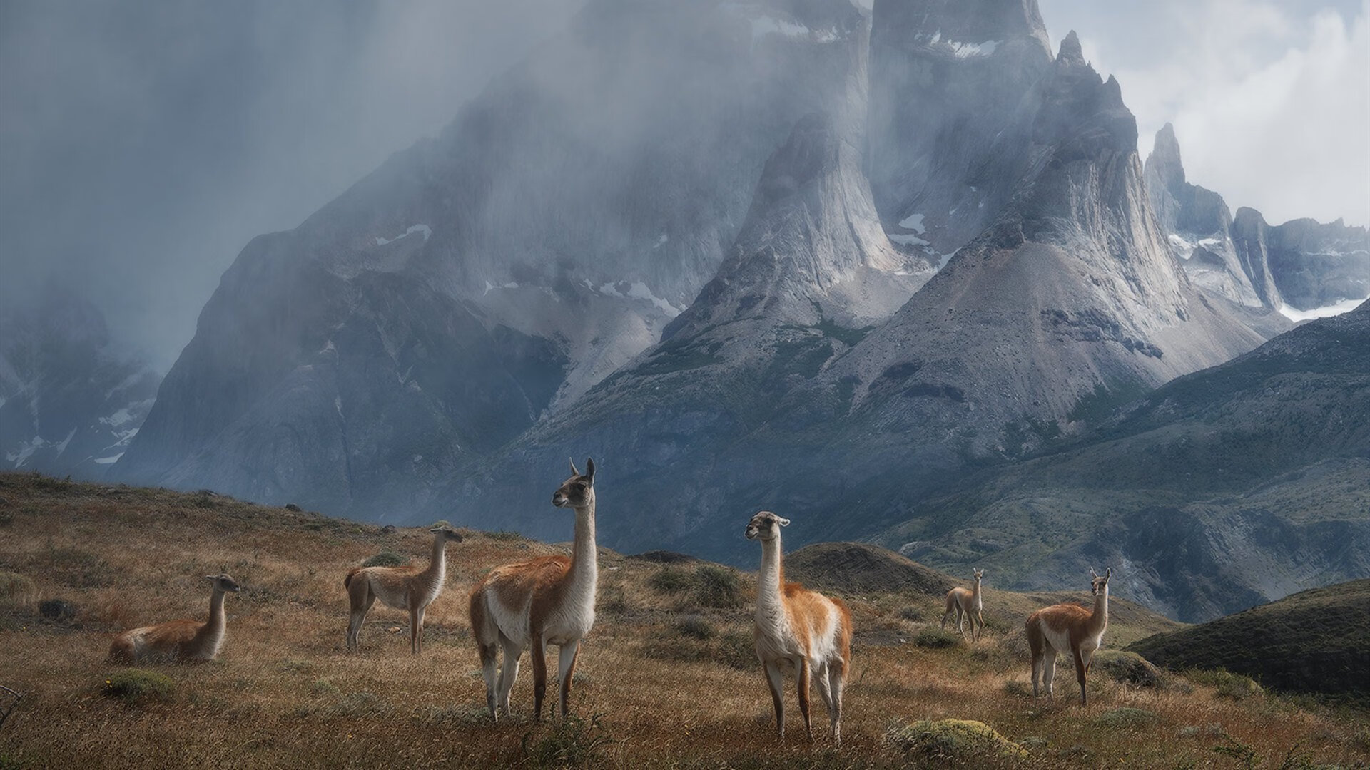 宿命与破局,当关键先生卡马文加助奥地利撕碎荷兰郁金香