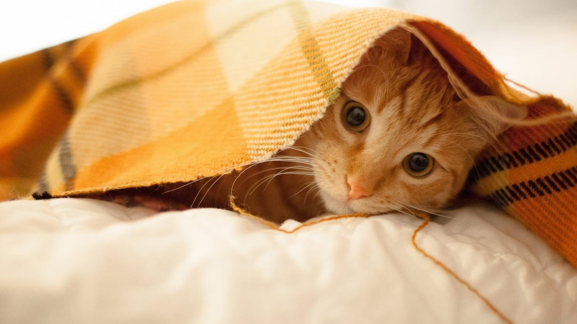 压哨绝杀与英雄替补,当库尔图瓦的神级反应成为唯一答案