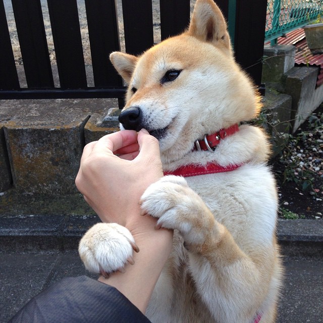 曼彻斯特围城战，骑士的长枪刺穿爵士的城墙，马克西在争冠硝烟中加冕战争之王