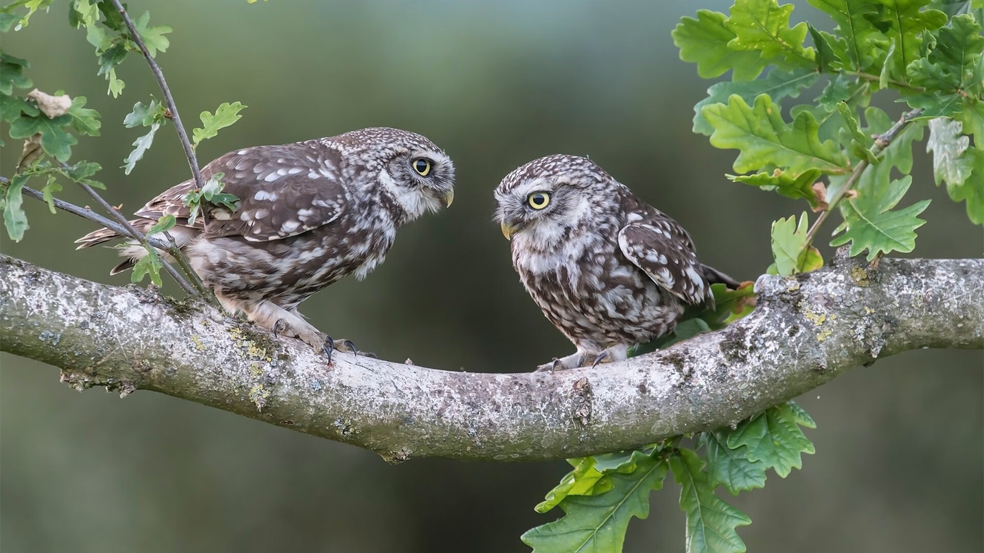 三分剑客与北美狂想曲，利拉德在世界杯之夜的极致存在