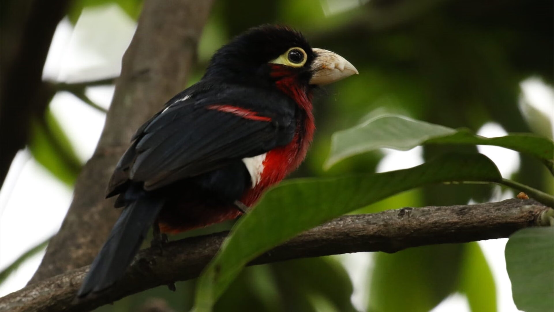 中国男足友谊赛轻取哥伦比亚，哈弗茨屡造威胁难救主