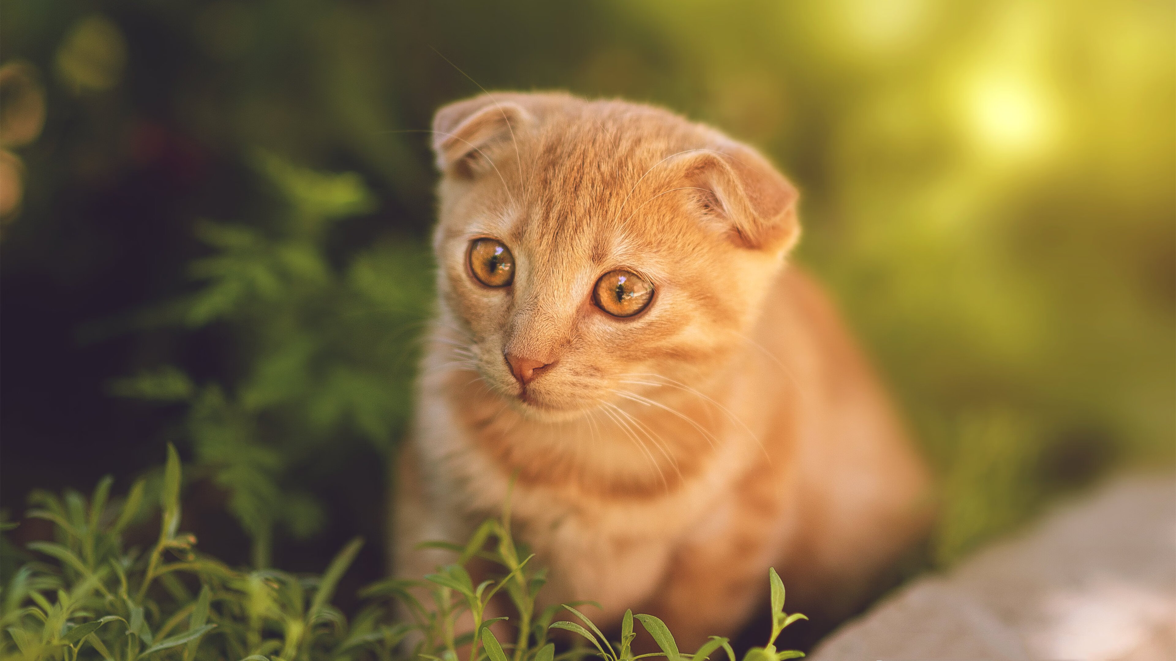 独行侠捍卫主场力克尼克斯，福克斯狂砍40+赛后评分接近满分