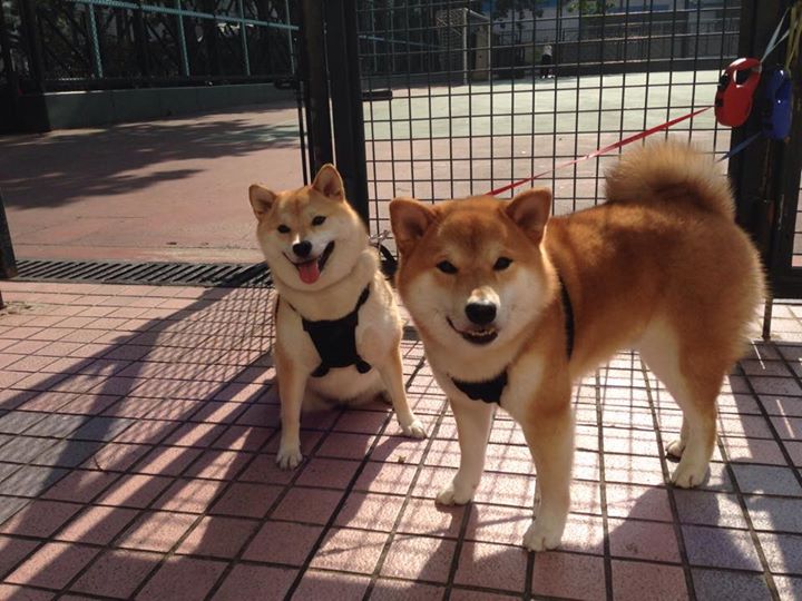 美加墨世界杯热潮中的NBA焦点对决,76人主场力克公牛,展现篮球与足球的跨界激情