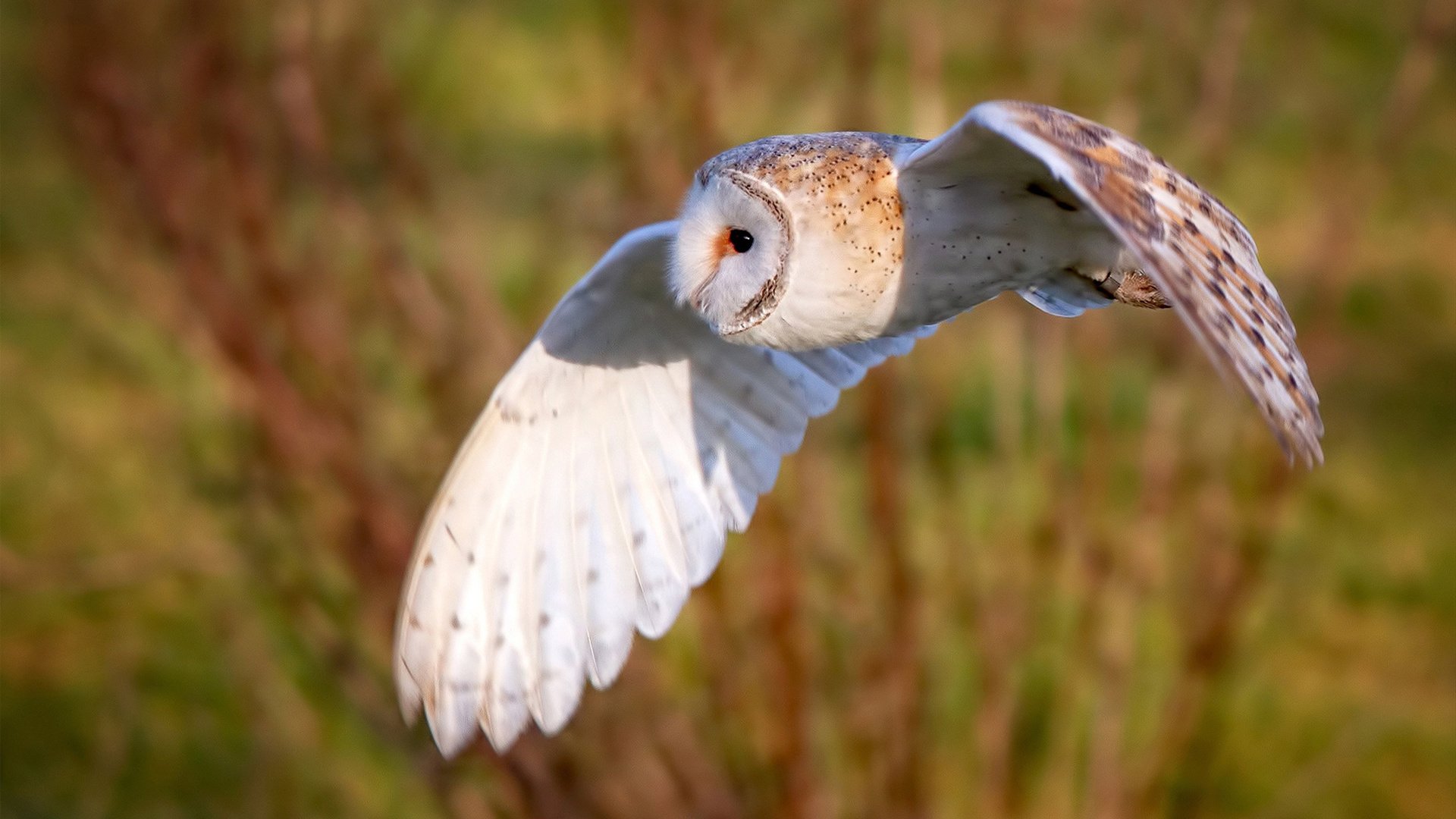 绝杀奇迹！灰熊压哨一击，哈登关键三分却被遗忘的关键封盖