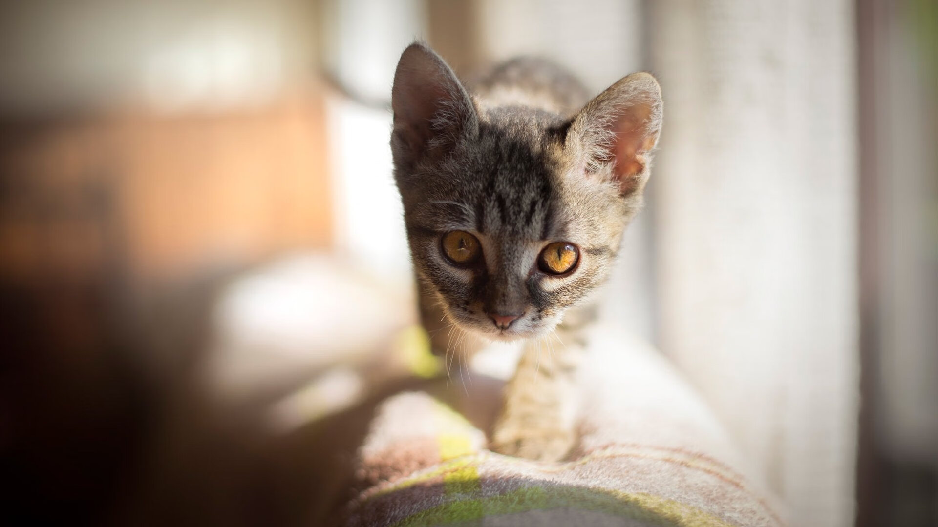 宿命之战，2026世界杯焦点战—乌拉圭与加纳，复仇的火焰与重写的剧本